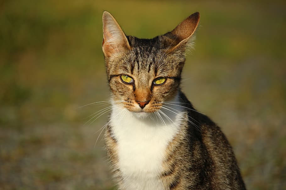 cat, mieze, kitten, mackerel, tiger cat, domestic cat, feline HD wallpaper