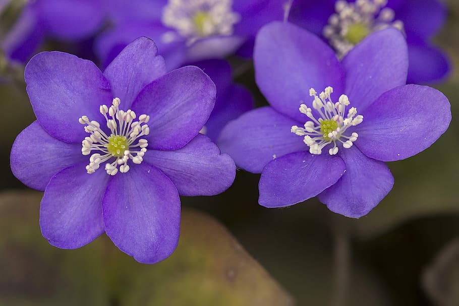 Flowers, Blue, Violet, Spring, Colors, nature, plant, close-up HD wallpaper
