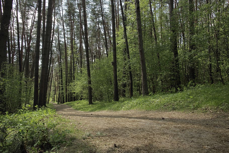 Trees, Green, Forest, Landscape, forest landscape, green forest HD wallpaper