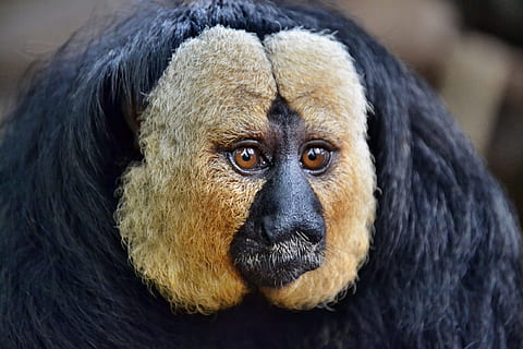 Saki Monkey, Head, Face, Wildlife, nature, adorable, cute, black HD wallpaper