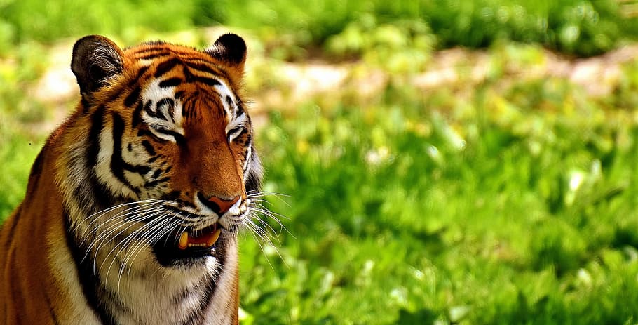 brown tiger on green grass at daytime in selective focus photography HD wallpaper