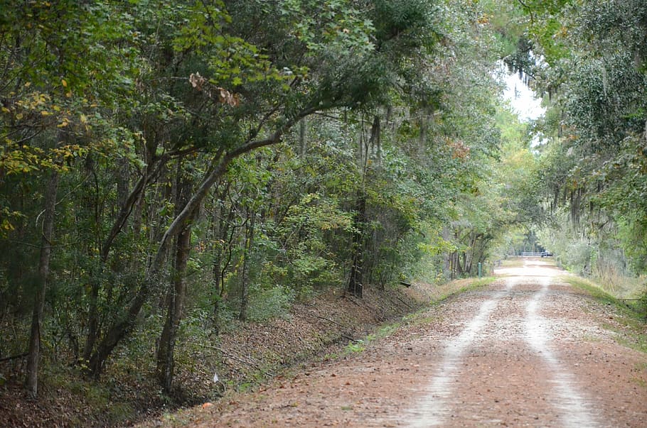 greenway, woods, rural, path, walk, walkway, bike, bicycle HD wallpaper
