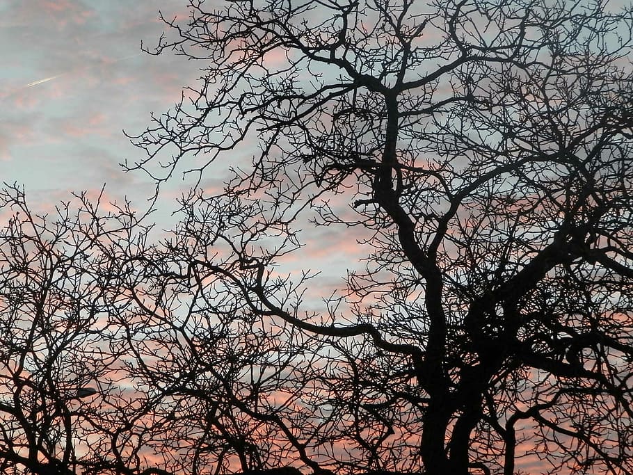 tree, sky, night, sunset, pink, branch, common walnut, colored HD wallpaper