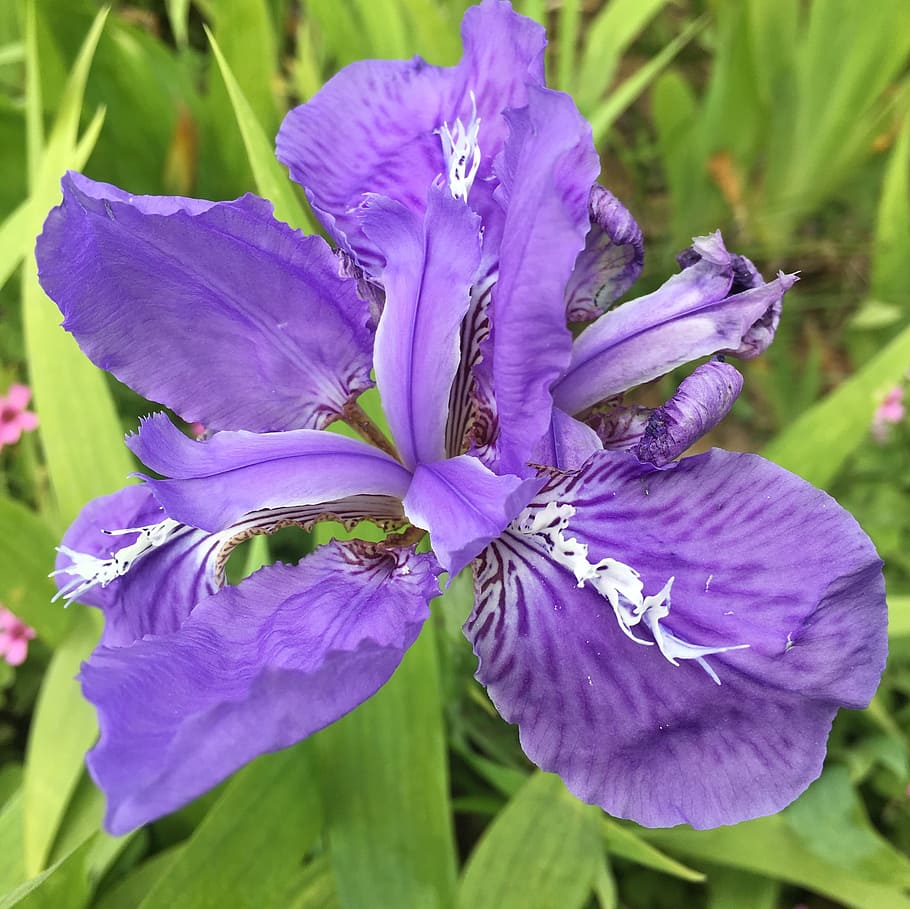 Iris, Flower, Purple, nature, growth, beauty in nature, iris - plant HD wallpaper