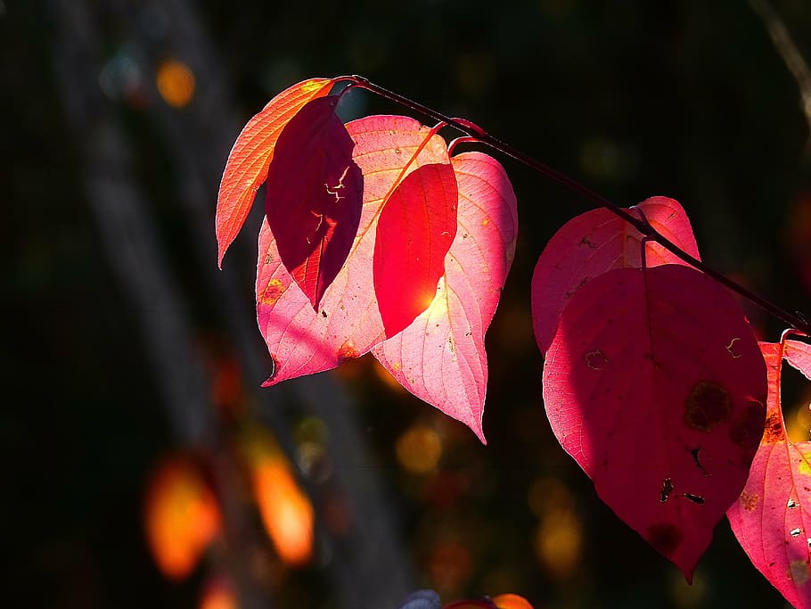autumn, fall, red, leaves, tree, forest, foliage, nature, season HD wallpaper
