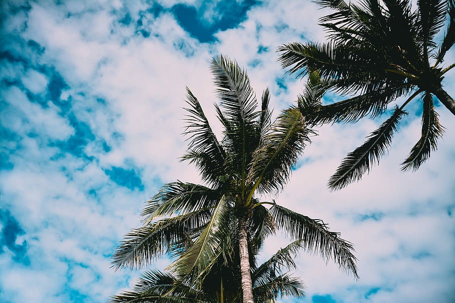 low angle photography of two palm trees under cloudy sky during daytime, coconut trees under cloudy skies HD wallpaper