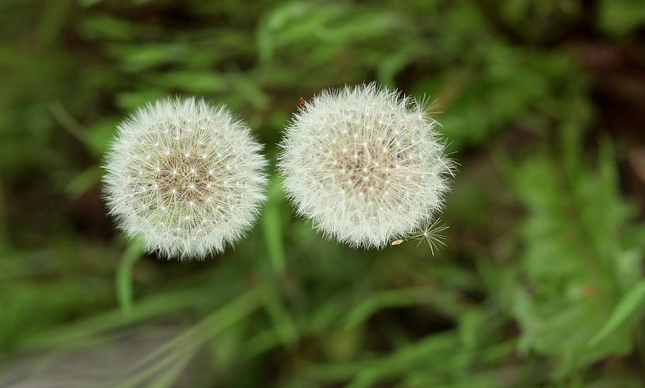 dandelion, down, plant, green, stars, fluffy, garden, freshness HD wallpaper