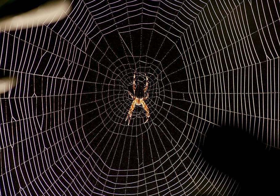 Spider, Web, Backlight, backgrounds, textured, concentric, fragility HD wallpaper
