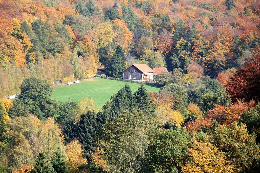 Teutoburg Forest, Autumn, deciduous forest, home, landschaftm, HD wallpaper