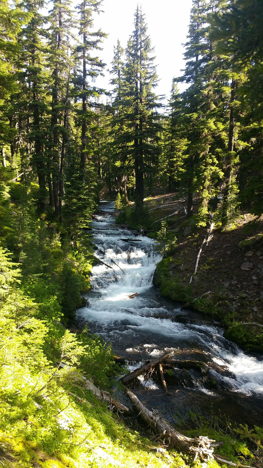 forest, river, stream, oregon, plant, tree, beauty in nature HD wallpaper