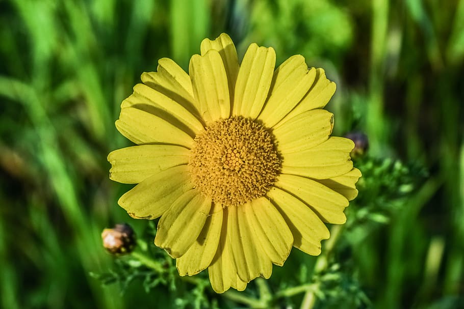 daisy, flower, nature, spring, floral, bloom, plant, yellow HD wallpaper
