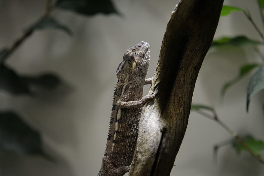 tree, portrait, nature, side view, close, lizard, animal world HD wallpaper