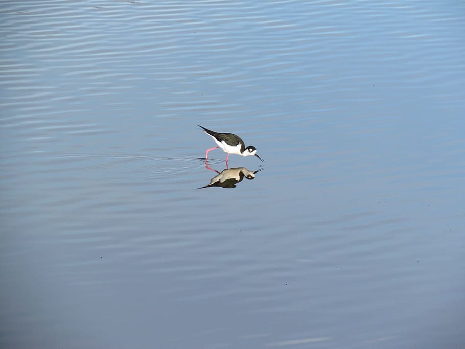 Water, Bird, Lake, Reflection, Wildlife, nature, avian, duck HD wallpaper