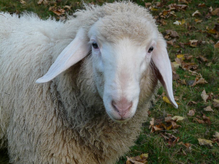 sheep, sheep face, ears, pasture, animal, flock, wool, animal themes HD wallpaper