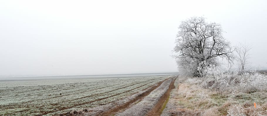 field, winter, privacy, cold, silence, nature, snow, frost HD wallpaper