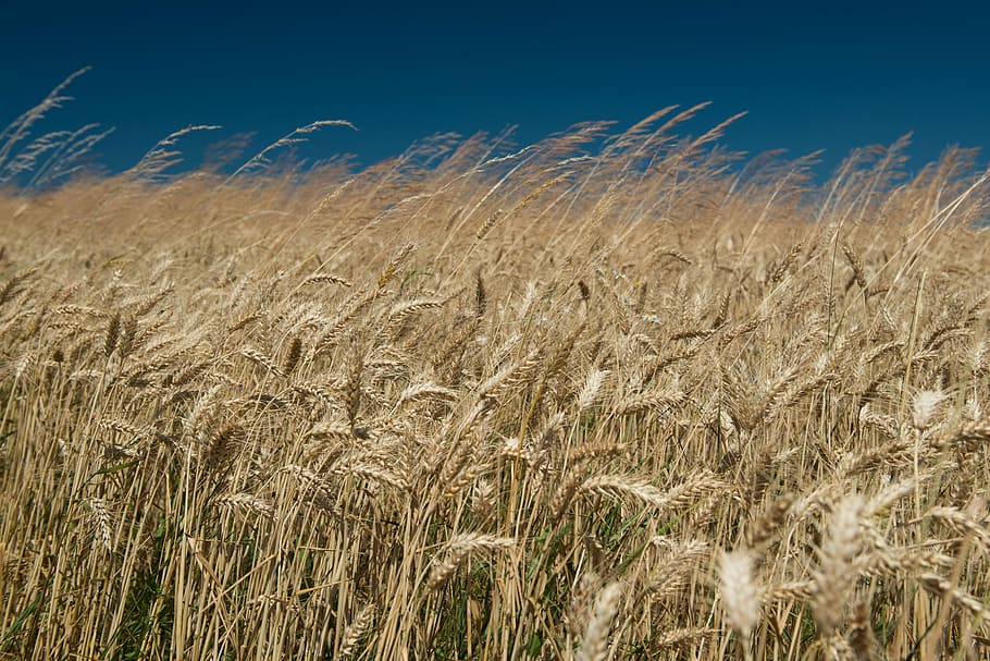 field, wheat, the sky, ears, wind, the production of grain HD wallpaper