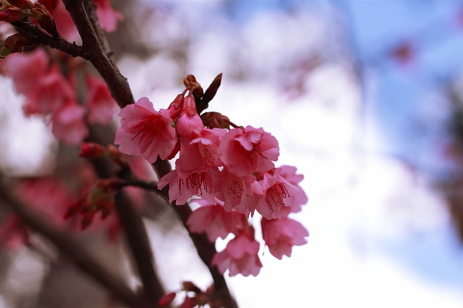 Sakura, Flower, Romantic, beauty in nature, fragility, freshness HD wallpaper