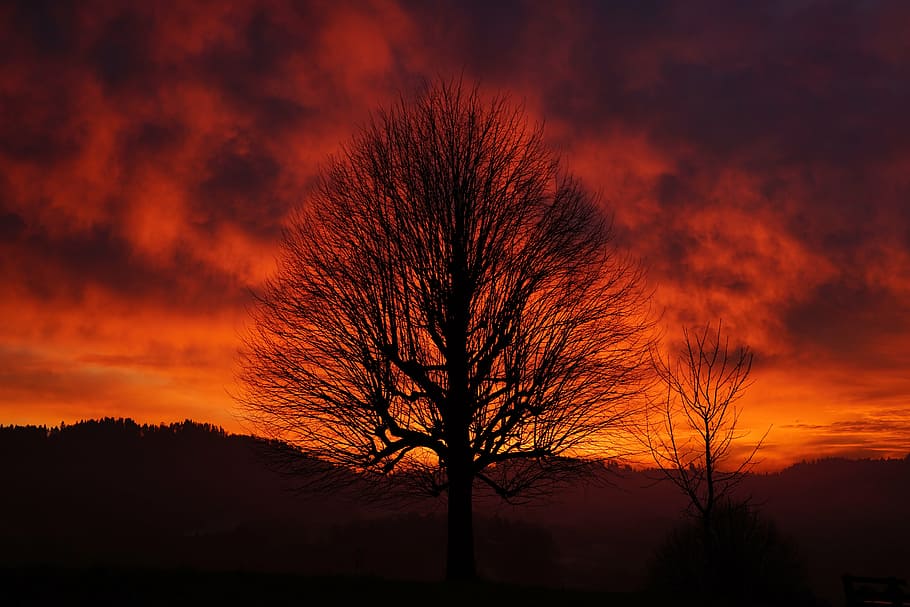 sunset, tree, aesthetic, branches, tribe, solitary tree, sky, HD wallpaper