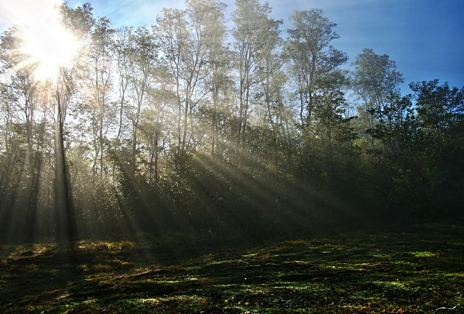 green forest trees under clear blue sky during daytime, mist HD wallpaper