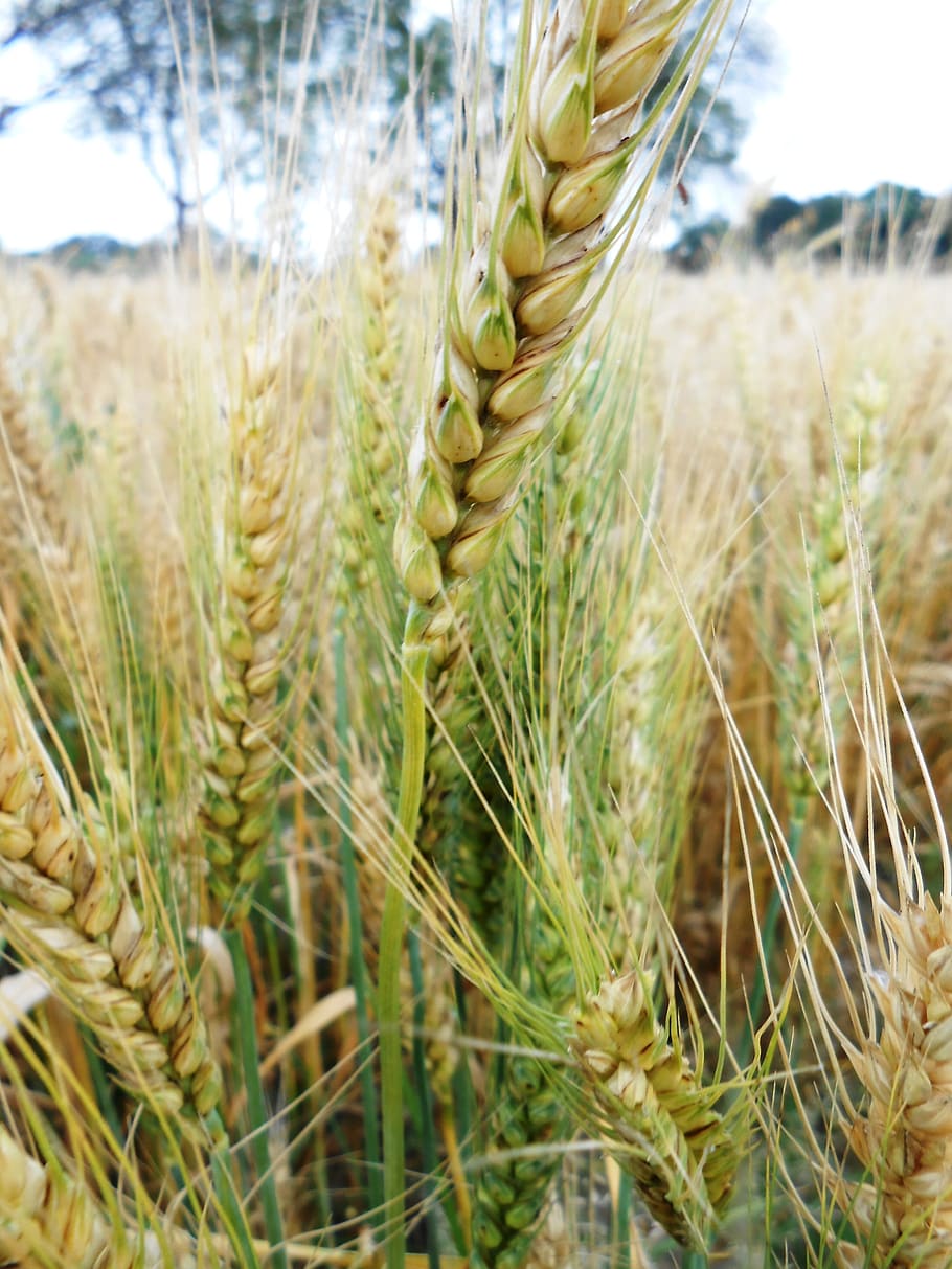 Public Domain. crop, wheat, food, field, grain, harvest, nature, agricultur...