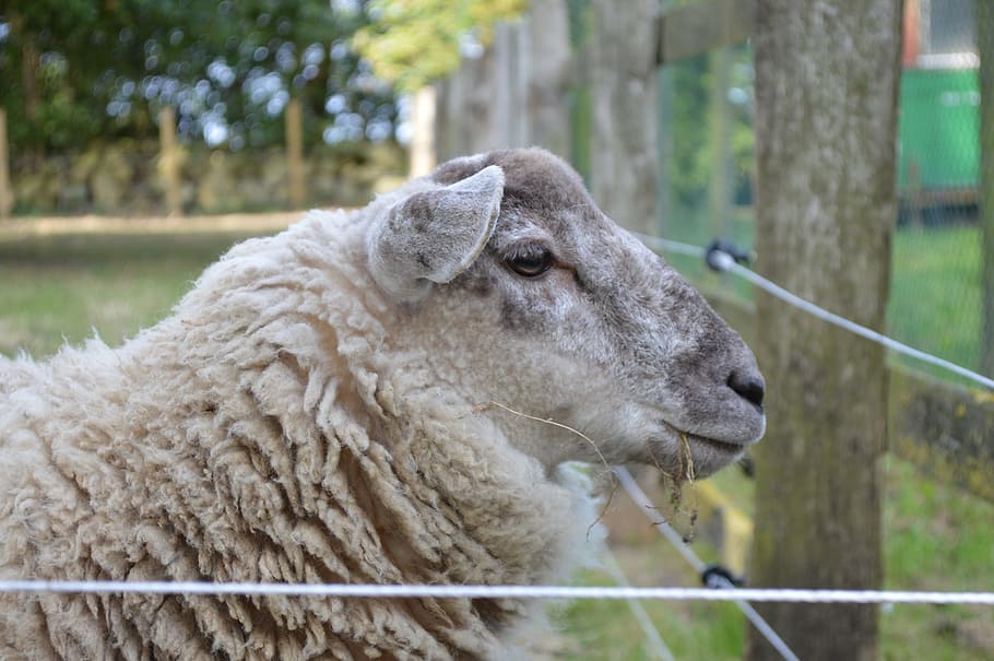 sheep, close, farm, wool, animal, pasture, livestock, fur, head HD wallpaper