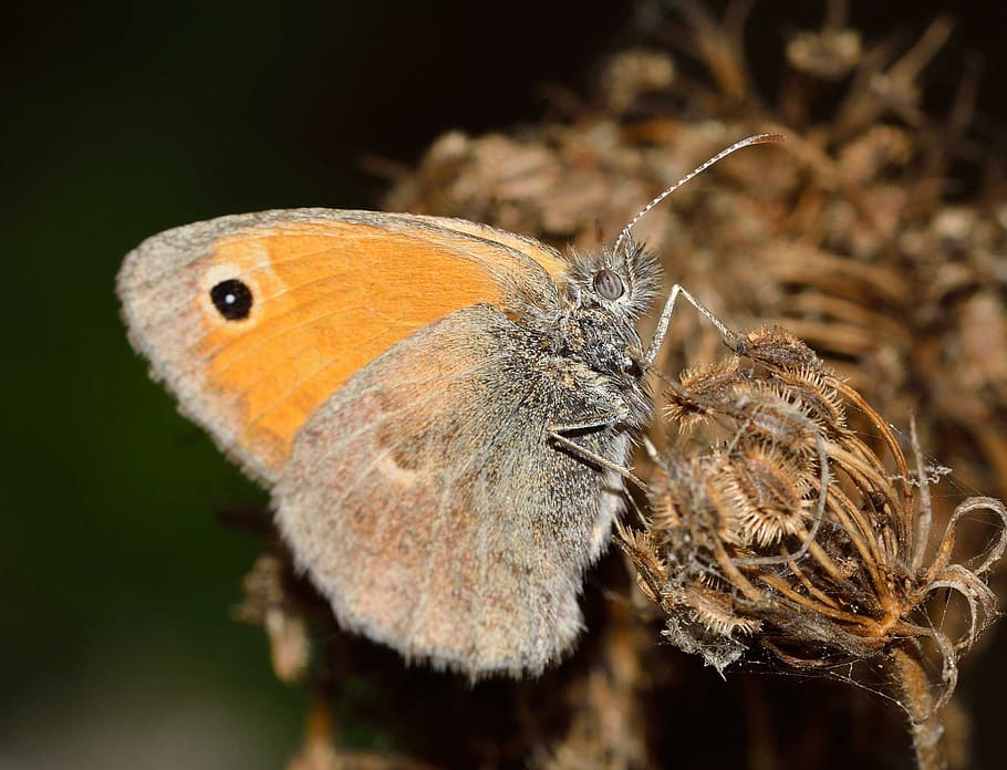 butterflies, coenonympha, pamphilus, insect, invertebrate, animal themes HD wallpaper