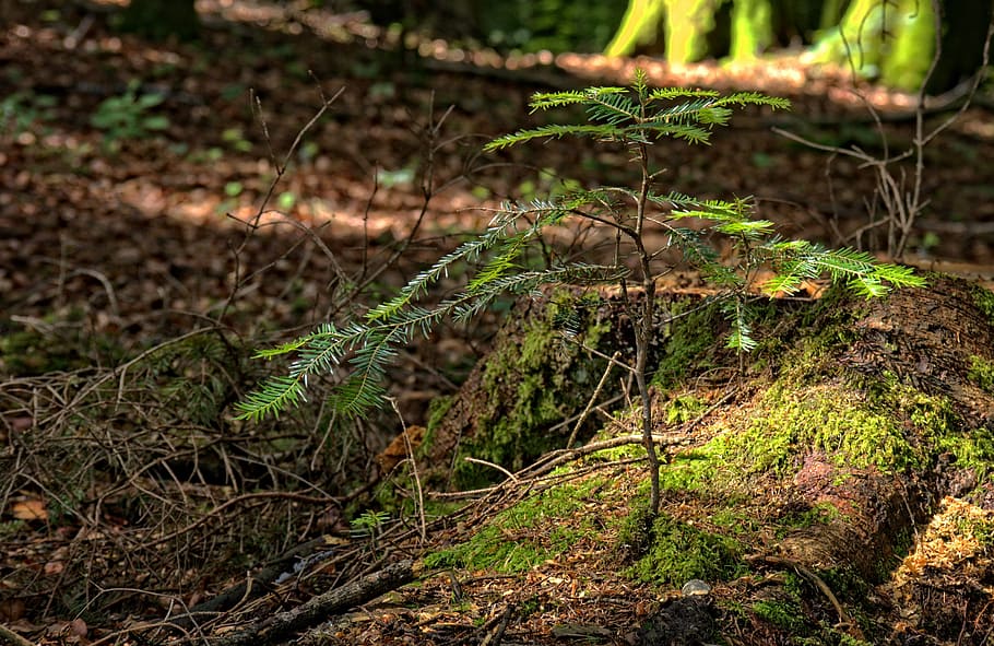 Plant, Tree, Engine, Nature, Spring, green, boy shoots, grow HD wallpaper
