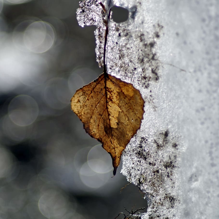 ze, thaw, frost, leaf, ice, hard rime, morning, the sun, cold, HD wallpaper