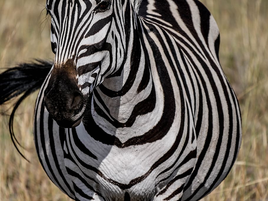 selective focus photography of zebra, frontal, striped, dom HD wallpaper