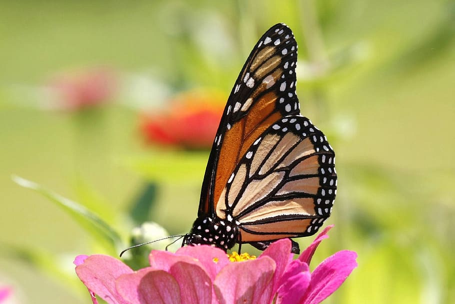 macro photography of queen monarch butterfly on flower, insect HD wallpaper