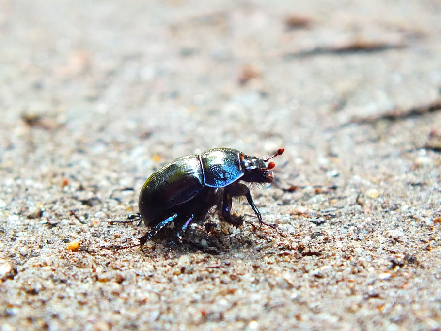 beetle, forest path, sand, animal themes, animal wildlife, animals in the wild HD wallpaper