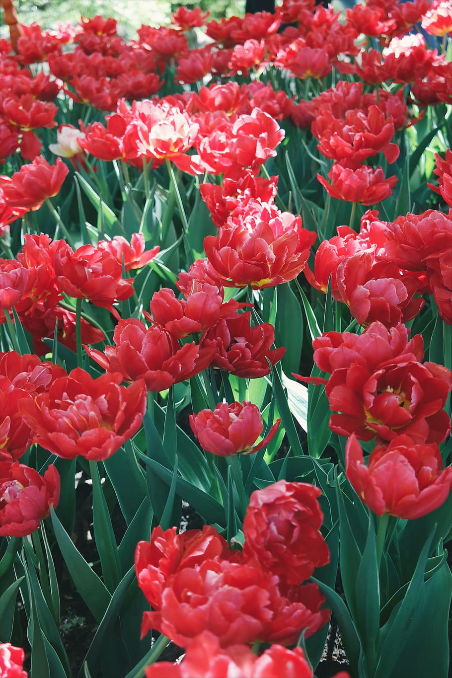 flowers, garden, petals, leaves, beautiful, bloom, blooming, delicate HD wallpaper