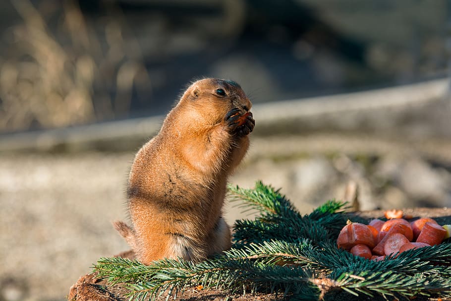 gophers, eat, enjoy, zoo, tiergarten nature, animal world, mammal, HD wallpaper