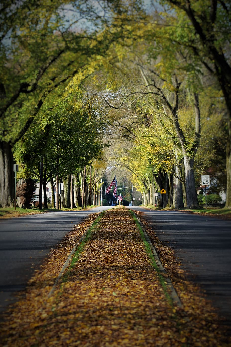 Brown Dried Leaves on Gray Paved Road Surrounded by Green Leaf Trees HD wallpaper