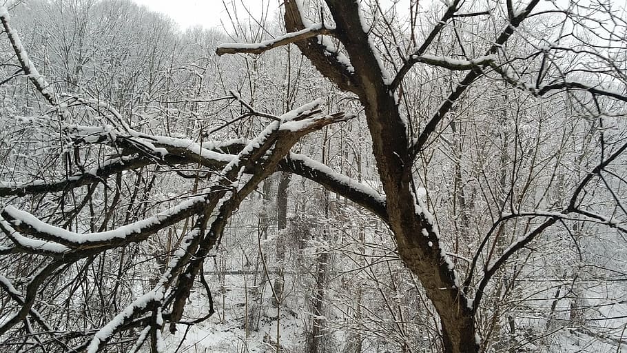woods, snow, white, cold, nature, tree, rural, cabin, weather HD wallpaper