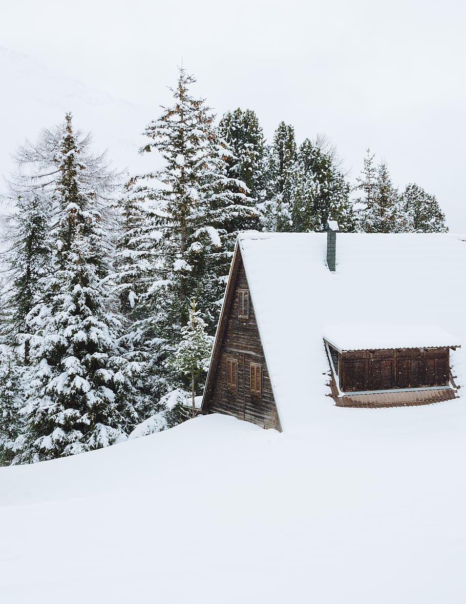 brown cabin covered of snow beside trees at daytime, house covered in snow beside forest HD wallpaper