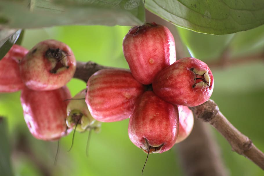 guava, fruit, red, food and drink, close-up, healthy eating HD wallpaper