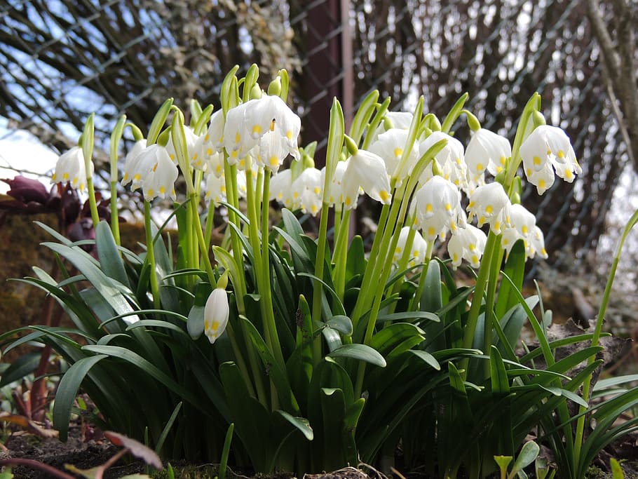 white, green, flower, spring, flowering plant, beauty in nature HD wallpaper