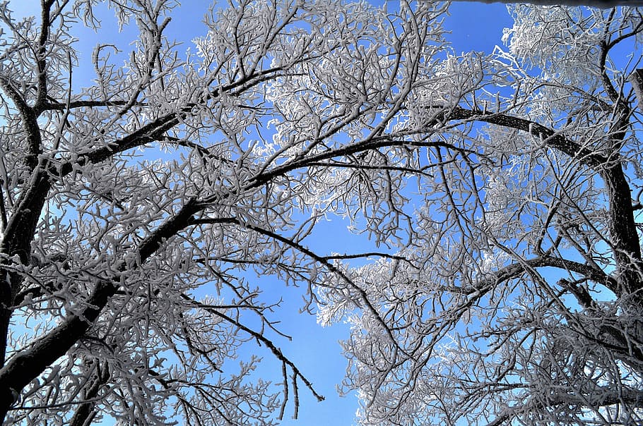 tree, nature, winter, snow, trees, sky, white, blue, winter magic HD wallpaper