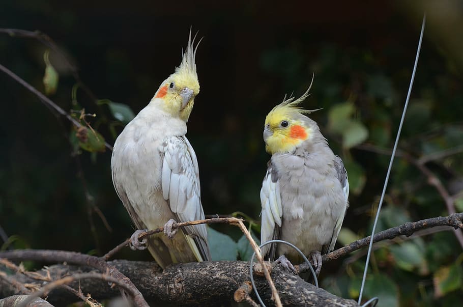 two cockcatiel perch on branch, nymph parakeets, dwarf parrot, HD wallpaper