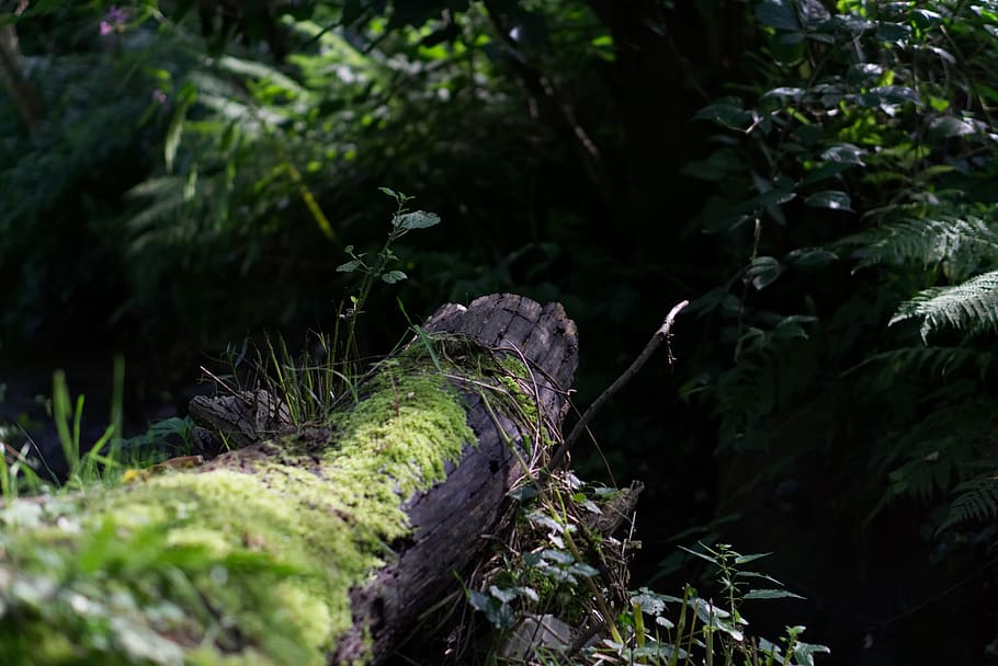 log, bach, green, moss, wood, waters, water running, leaves, HD wallpaper