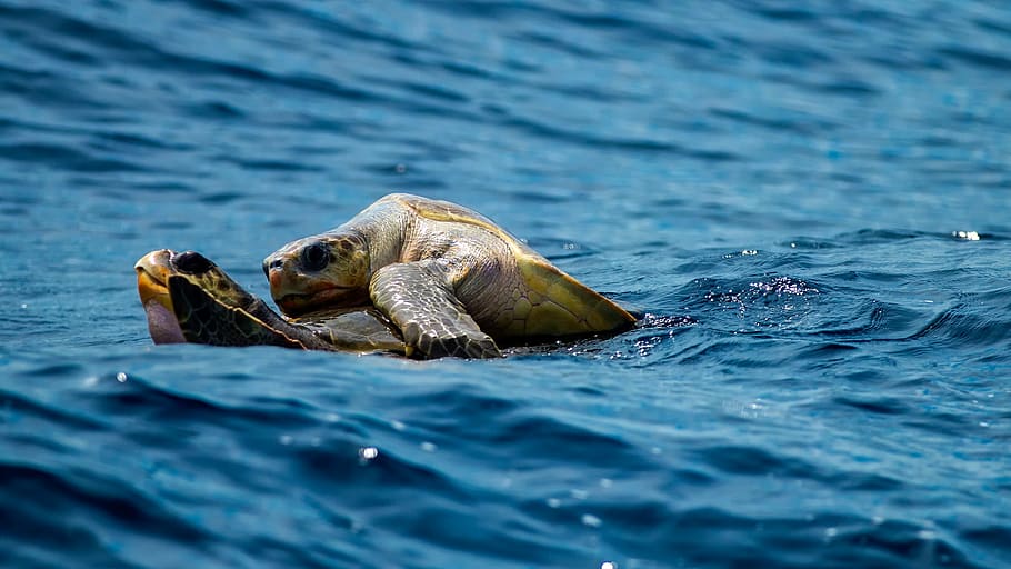 two turtles on body of water during daytime, riding, on top HD wallpaper