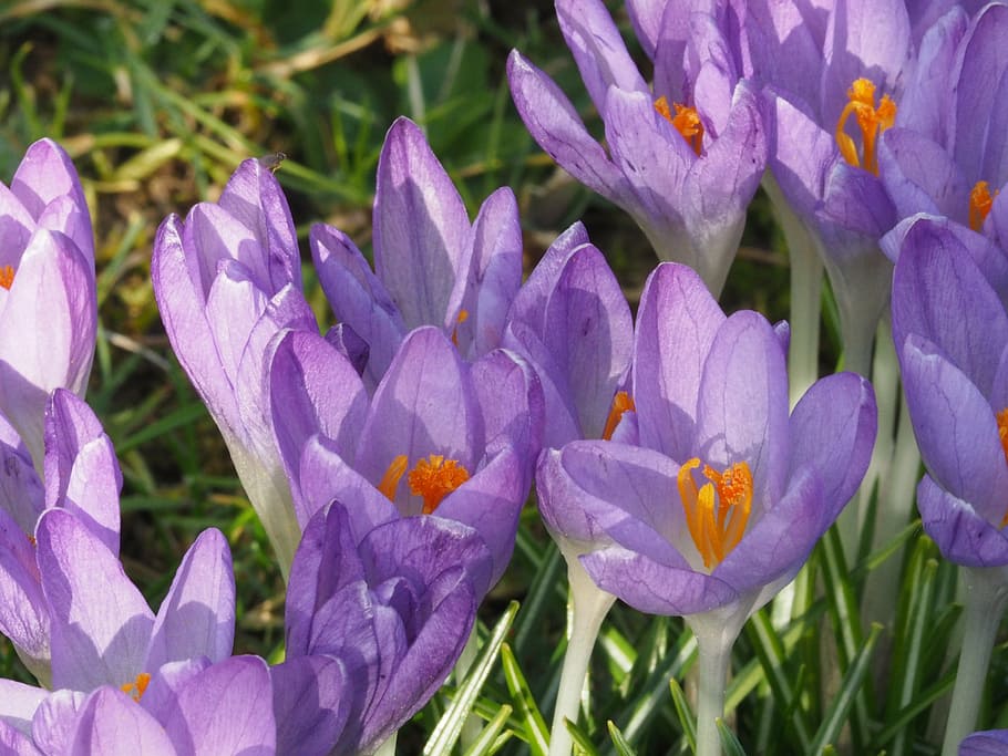 flowers, crocus, flowering plant, petal, freshness, beauty in nature HD wallpaper
