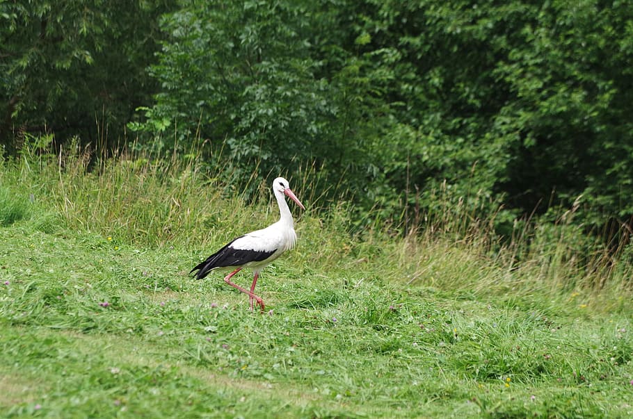 Stork, Bird, Spring, Meadow, Nature, village, wildlife, animal HD wallpaper