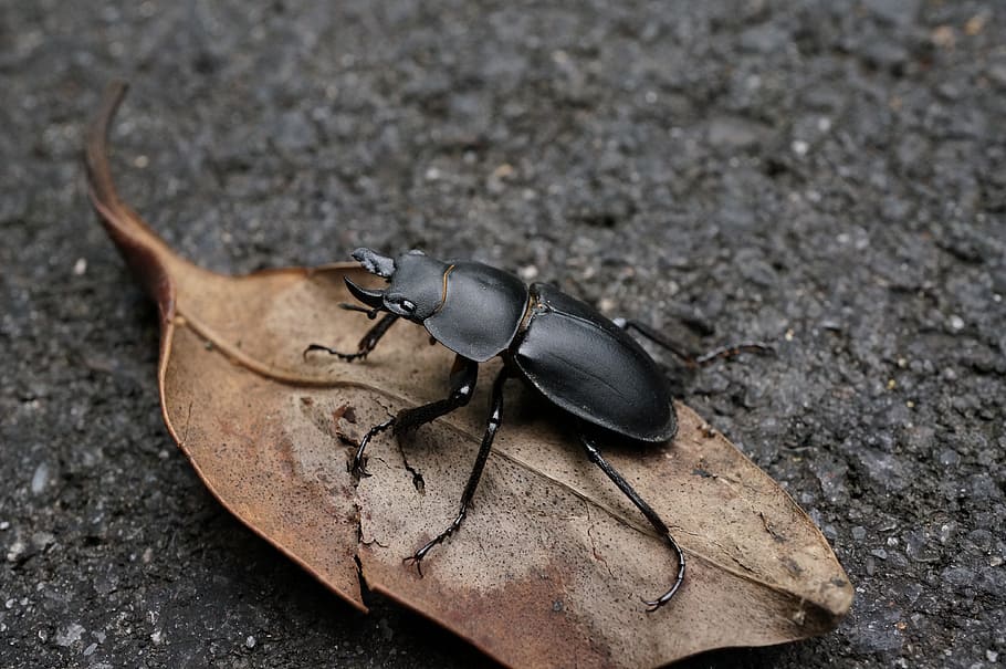 stag beetle, natural, quentin chong, animal, nature, insect