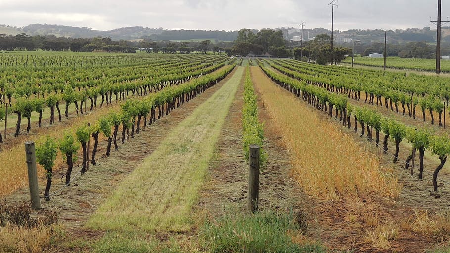 vineyard, wines, fruit, valley, grapevine, land, field, rural scene HD wallpaper