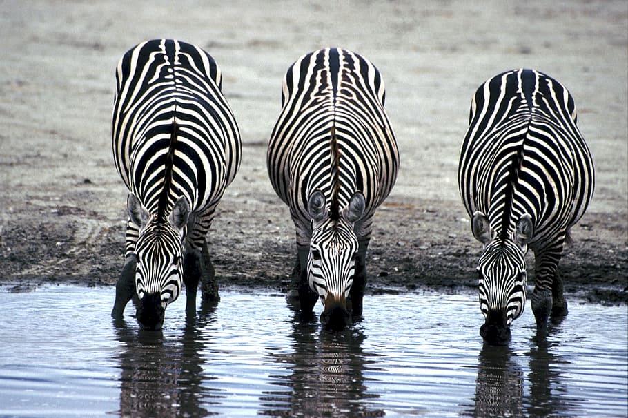 three Zebras drinking water during daytime, watering hole, africa, HD wallpaper