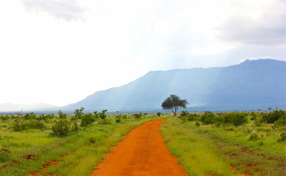 roadway between forest in front of mountain, green, grassland HD wallpaper