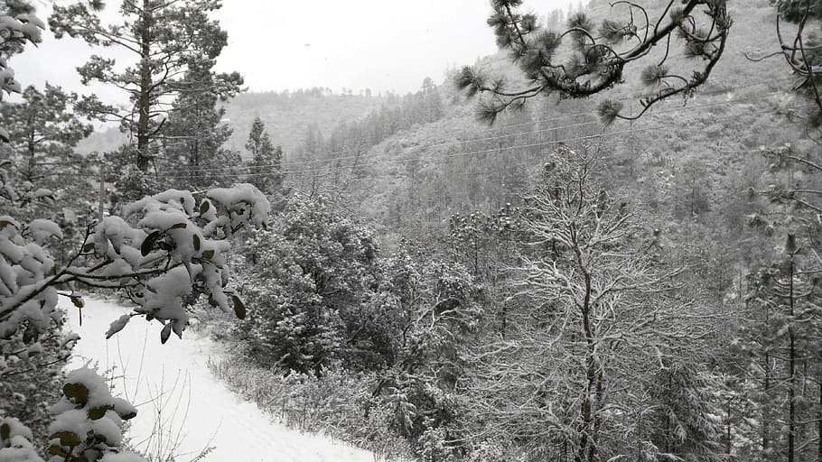 winter, landscape, snow, cold, forest, frost, christmas, nature HD wallpaper