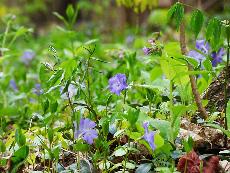 forest, spring, flowers, flowering plant, freshness, beauty in nature HD wallpaper